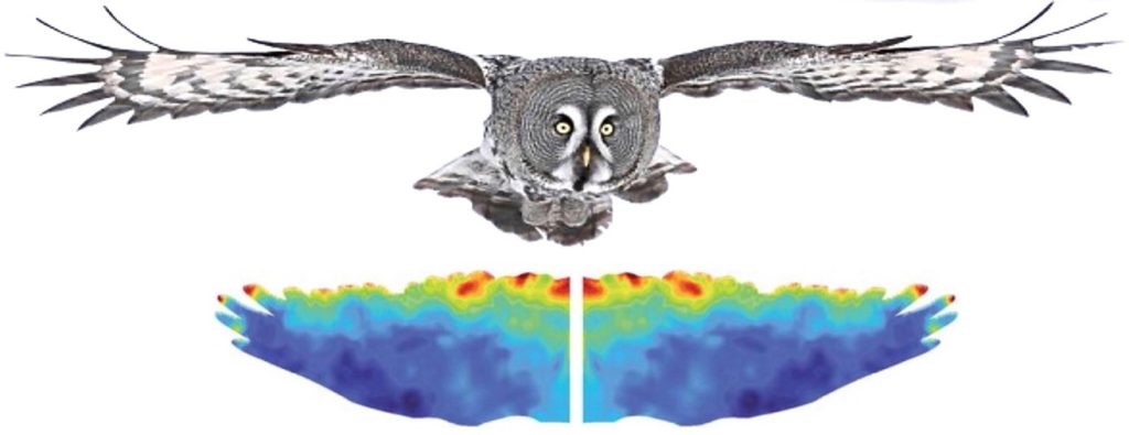 Heat map representing pressure fluctuation distributions on the owl wing surface