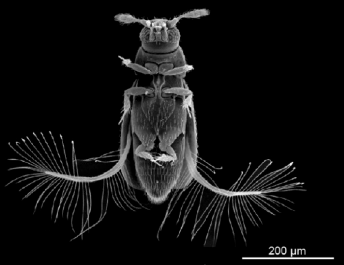 (a)体長 395μm の最も小さな羽毛甲虫(学名:Paratuposa placentis)