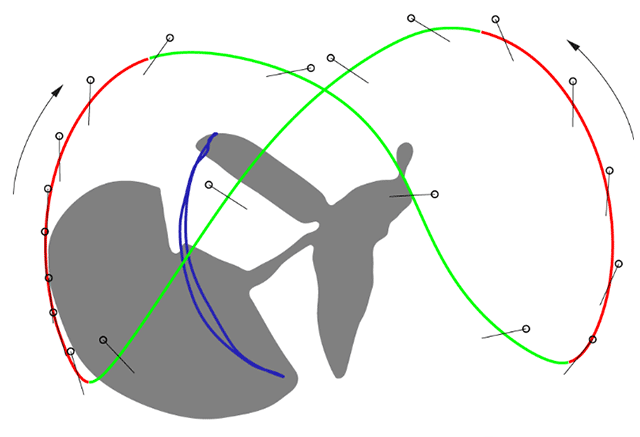 Trajectories of the tips of the wings (upstroke red, downstroke green) and elytra (blue).